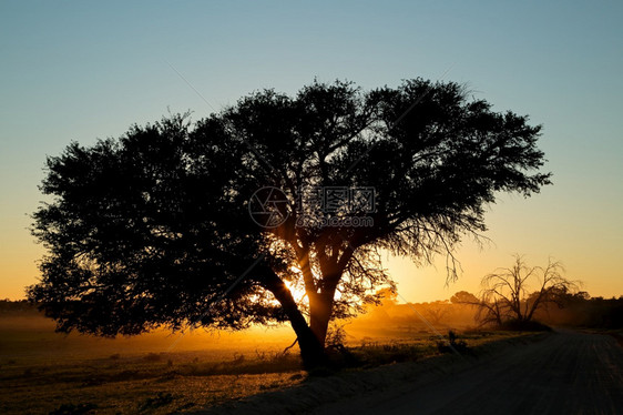 植物轮廓南非卡拉哈里沙漠的日落树和灰尘齐成明日落卡拉哈里沙漠分支机构图片