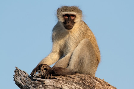 生物南部坐在一棵树上的活猴子环斑南非脸图片