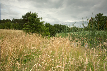 晴天自然水平的夏季小麦田和一片草地的波兰美拉尼亚景象图片