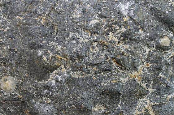 粗糙的材料聚焦于表面扇贝化石的形态图案重点说明地表扇贝化石的形态老图片