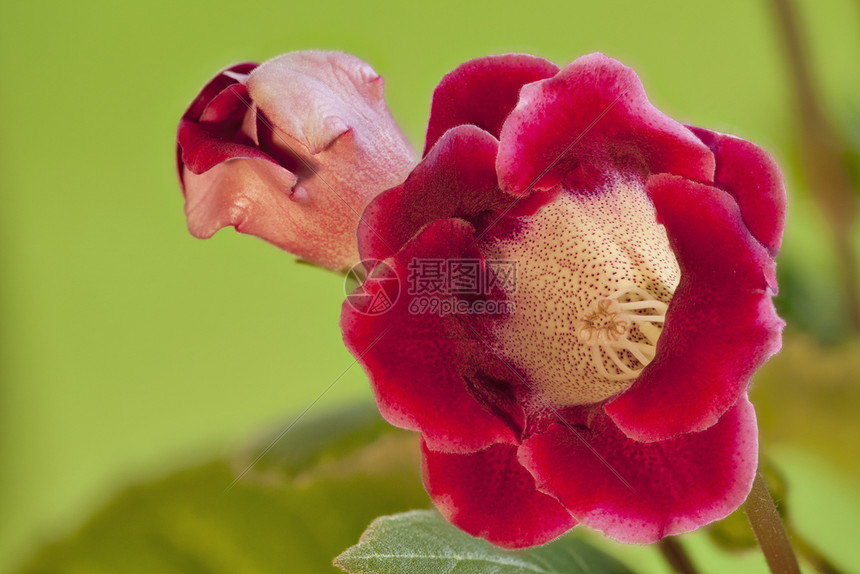 生长红色的新鲜手铃贴近的美丽室内花朵绿色的门内花朵图片