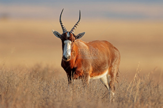 在南非泽布拉山公园草原上站立的BlesbokantelopeDamaliscuspygargus乡村的羚羊动物群图片