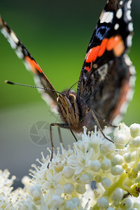 紧贴在一只亚特兰蝴蝶上鳞翅目美丽的图片