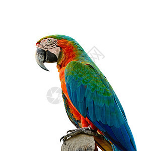 鸟以白色背景孤立的彩多HarlequinMacawAviary侧配置脊椎动物眼睛图片
