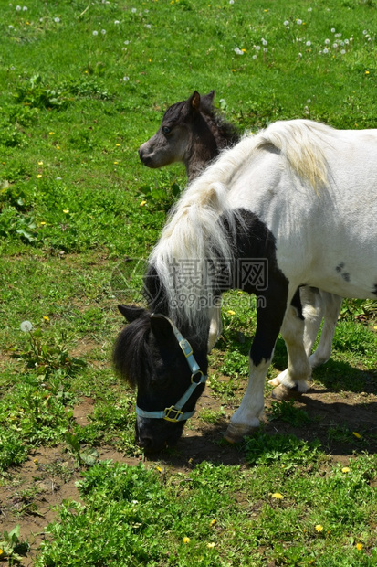 微型绿色在宾夕法尼亚州带着婴儿的漂亮白色黑小马牧场图片