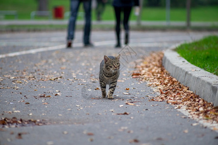 小猫步行荒野在靠近人们离开地面的街上行走图片