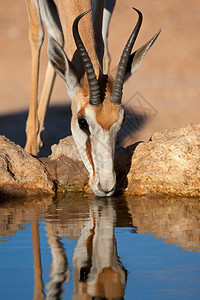 警惕苹果浏览器保护南非卡拉哈里沙漠Kalahari的泉水和马苏皮亚利斯饮用水肖像图片