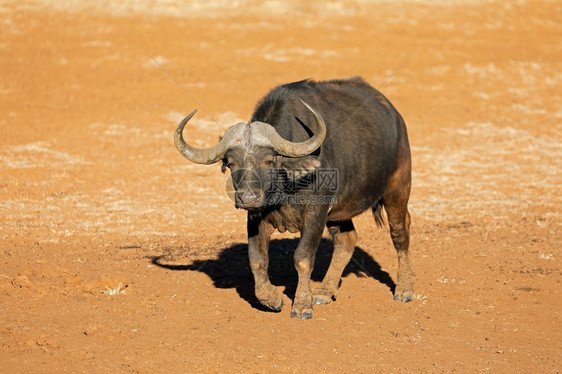 南非Mokala公园自然栖息地的非洲水牛Syncerus食堂南非莫卡拉公园南部草食动物岬图片