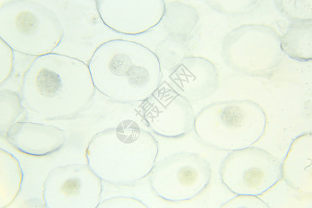 科学的细胞马在显微镜下本底的Ascaris润滑剂图片