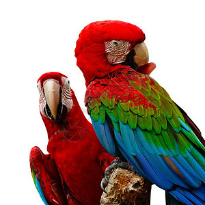 丰富多彩的鹦鹉自然与白种背景隔绝的多彩绿色MacawAviary图片