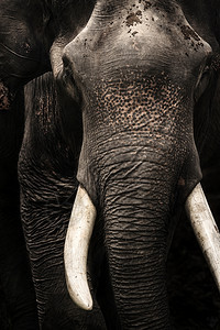 濒危大象头白牙黑色背景的象牙孤立草食动物苹果浏览器图片