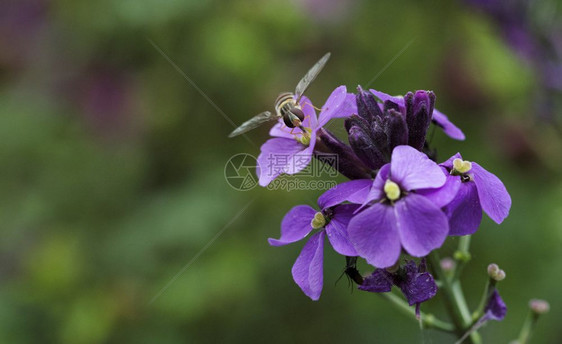 自然昆虫传粉者花朵上红色紫花朵的图片