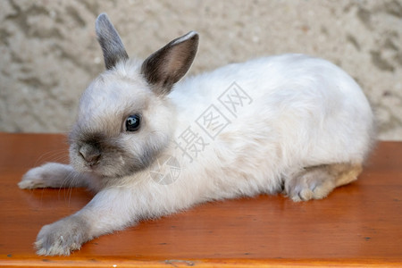 木桌上的宠物兔子背景图片