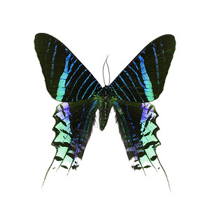 热带美丽的绿色蝴蝶日飞月乌拉尼亚利勒斯花彩色描述白背景孤立自然轮廓图片