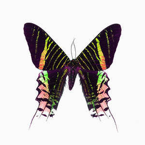 昆虫美丽的绿色蝴蝶日飞月乌拉尼亚利勒斯花彩色描述白背景孤立生物学夏天图片
