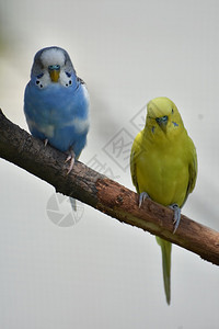 蓝鸟舍荒野一条蓝色另黄的树枝上一对蓝色和黄图片