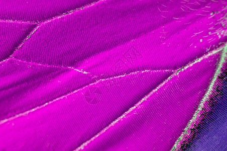丰富多彩的环境飞以纹理背景模式关闭紫蝴蝶翅膀的宏M图片
