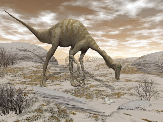 Gallimimus恐龙在棕色日落时沙漠中发现鸡蛋3D渲染恐龙自然肉食爬虫图片