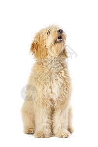 棕色的蓬松卷曲在白色背景面前的中金条狗红图片