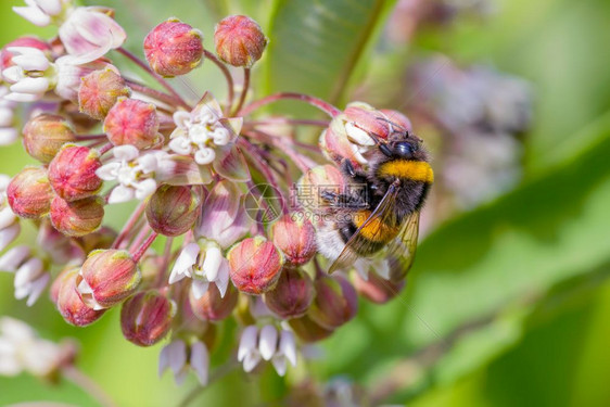 蜜糖绿色搜集一只在粉红色花朵上收集粉的野蜜蜂图片