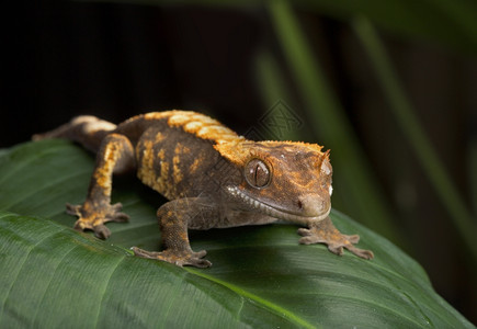 Gecko侧面视角秤壁虎爪子图片