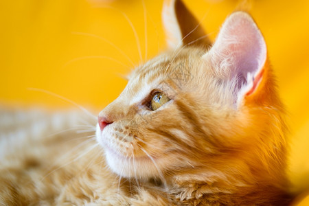 猫和狗红白的缅因州角猫近视肖像选择焦点天然黄色模糊背景虎斑猫浣熊斯克莱兹涅夫图片