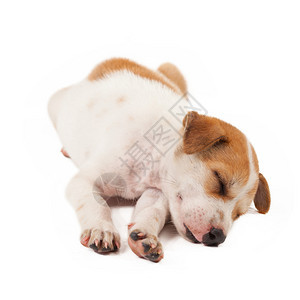 睡眠最好的小狗在白色背景上被孤立工作室图片