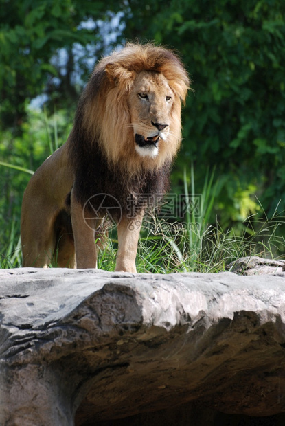 自然雄狮长得像丛林之王的巨型狮子摆在岩石上狮子座图片