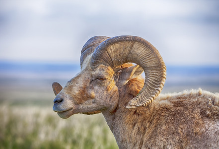 大号角拉根哺乳动物一只老公牛大角绵羊长着弯曲角的金刚犬对南达科他州巴德兰公园的滚动图片
