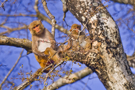 环境恒河猴猕皇家巴迪亚国公园巴迪亚公园尼泊尔亚洲避难所生物多样图片