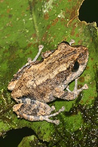 热带青蛙雨林纳波河流域亚马逊厄瓜多尔美洲野生动物环境绿图片