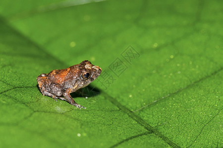 生态热带青蛙雨林哥斯达黎加中美洲生物群落保护图片