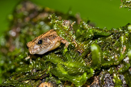 肖像热带青蛙雨林哥斯达黎加中美洲森林中央图片