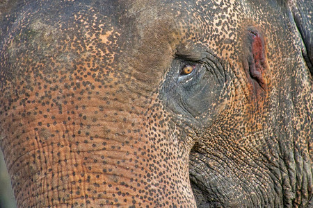 栖息地森林象牙斯里兰卡大ElephasmaximusmaximusMinneriya公园斯里兰卡亚洲图片