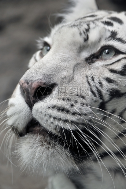 捕食者条纹动物白虎近视肖像图片