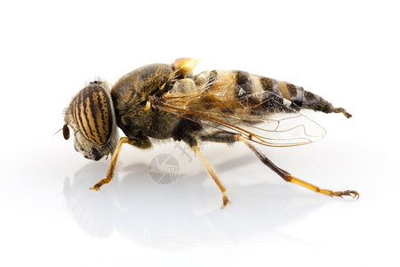 美丽的Eristalinustaeniops旋翼孤立于白色背景Eristalinusteneniops是一种像蜜蜂或黄一样的悬浮图片