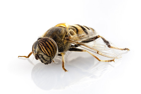 Eristalinustaeniops旋翼孤立于白色背景Eristalinusteneniops是一种像蜜蜂或黄一样的悬浮苍蝇种图片