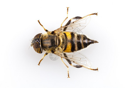 或者Eristalinustaeniops旋翼孤立于白色背景Eristalinusteneniops是一种像蜜蜂或黄一样的悬浮苍图片