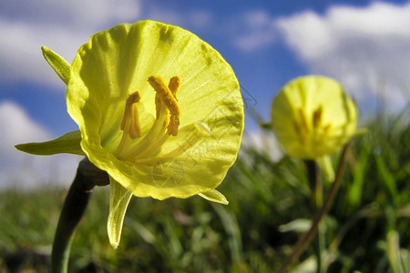 衬裙水仙花属瓜达拉马公园塞戈维亚卡斯蒂利和莱昂西班牙欧洲的鼠尾草塞哥维亚图片