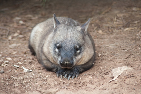 澳洲本地人wombat在说谎寻找某事毛茸的澳大利亚人某物图片素材