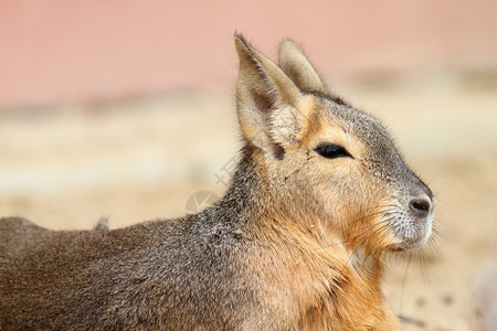 可爱的野生动物棕色帕塔戈尼亚玛拉肖像来自动物园多利霍蒂斯的动物图片