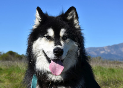 春假时一只毛和发的哈斯基狗茸的西伯利亚雪橇犬狼狗图片素材