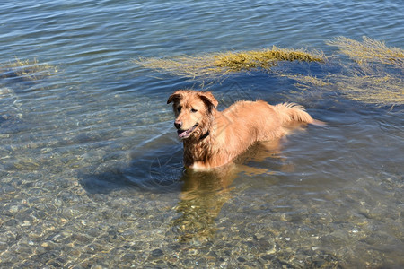 寻回犬鸭子狗可爱的拖累在海洋中游荡动物摄影图片