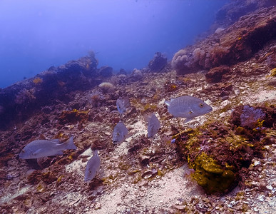 水族馆清除珊瑚礁的热带鱼类海图片