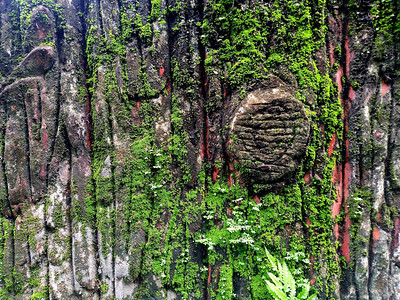 树上皮的苔和地衣吠树干泰国图片