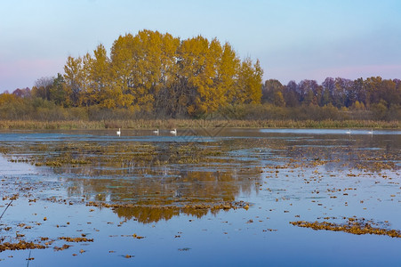 美丽的天鹅在然水库森林湖在秋天鹅然水库荒野生动物图片