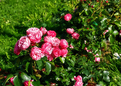 盛开叶子日落之在花园的红玫瑰中布希户外图片