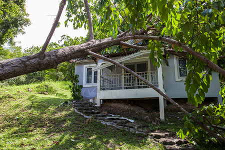 强风暴后损坏房屋的倒下树家破坏灾难图片