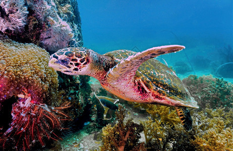 飞越珊瑚礁的龟游泳热带鱼图片