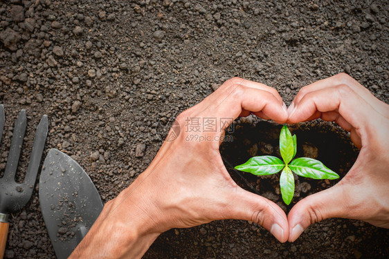 污垢园艺有两个男人在幼苗周围做心脏形状的造型在成长中生态概念树图片